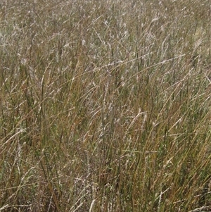 Bothriochloa macra at Strathnairn, ACT - 2 Mar 2025 11:05 AM