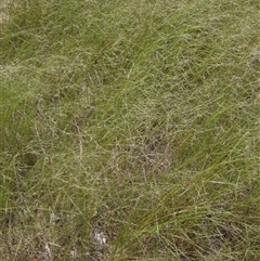 Eragrostis parviflora (Weeping Love Grass) at Strathnairn, ACT - 2 Mar 2025 by pinnaCLE