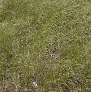 Eragrostis parviflora at Strathnairn, ACT - 2 Mar 2025 11:30 AM