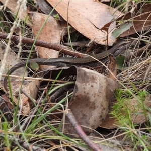 Pseudemoia entrecasteauxii (Woodland Tussock-skink) at Cotter River, ACT - 9 Mar 2025 by DavidDedenczuk