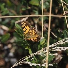 Oreixenica lathoniella (Silver Xenica) at Cotter River, ACT - 6 Mar 2025 by RAllen