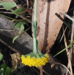 Craspedia variabilis (Common Billy Buttons) at Cotter River, ACT - 6 Mar 2025 by RAllen