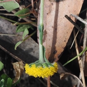 Craspedia variabilis at Cotter River, ACT - suppressed