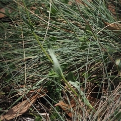 Craspedia variabilis at Cotter River, ACT - suppressed