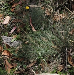 Craspedia variabilis at Cotter River, ACT - suppressed