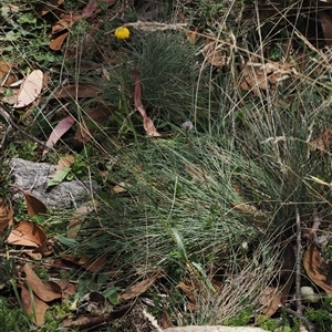 Craspedia variabilis at Cotter River, ACT - suppressed