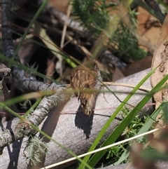 Geitoneura klugii (Marbled Xenica) at Cotter River, ACT - 6 Mar 2025 by RAllen