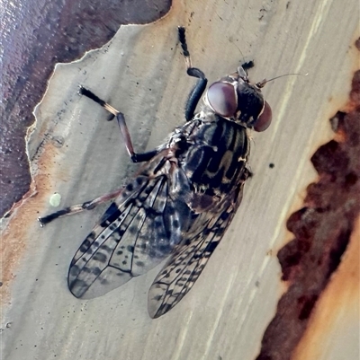 Euprosopia sp. (genus) at Thredbo, NSW - 26 Feb 2025 by Pirom