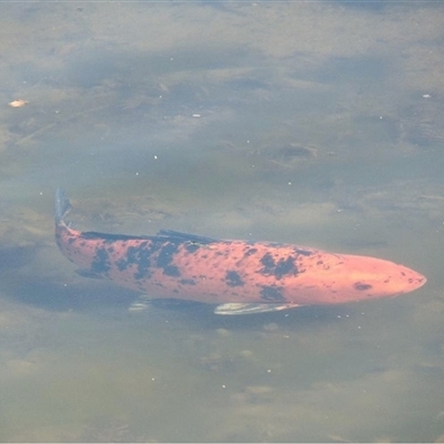 Cyprinus rubrofuscus (Koi Carp, Amur Carp) at Doonside, NSW - 22 Dec 2019 by MichaelBedingfield