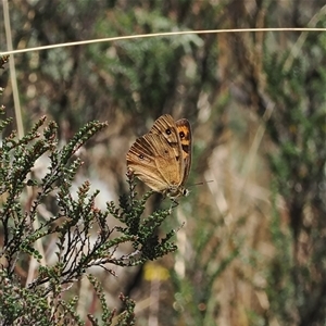 Heteronympha penelope (Shouldered Brown) at Cotter River, ACT - 6 Mar 2025 by RAllen