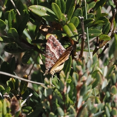 Chrysolarentia vicissata (Vicissata Carpet) at Cotter River, ACT - 6 Mar 2025 by RAllen