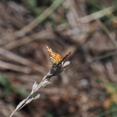 Chrysolarentia chrysocyma (Small Radiating Carpet) at Cotter River, ACT - 6 Mar 2025 by RAllen