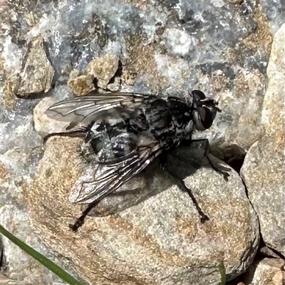 Unidentified Bristle Fly (Tachinidae) at Munyang, NSW - 28 Feb 2025 by Pirom