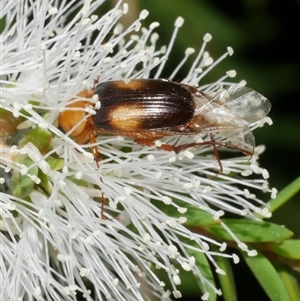 Phyllotocus bimaculatus at Freshwater Creek, VIC - 12 Feb 2025 by WendyEM