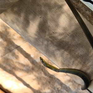 Dendrelaphis punctulatus at Walligan, QLD - 11 Mar 2025 06:02 PM