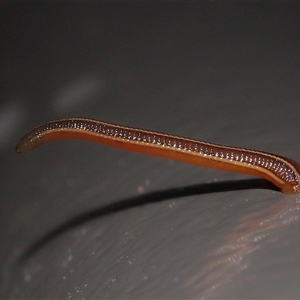 Hirudinidae sp. (family) (A Striped Leech) at Acton, ACT - 11 Mar 2025 by TimL