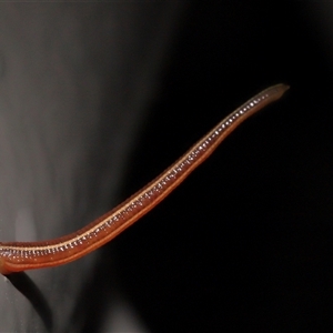 Hirudinidae sp. (family) at Acton, ACT - Yesterday 11:39 AM