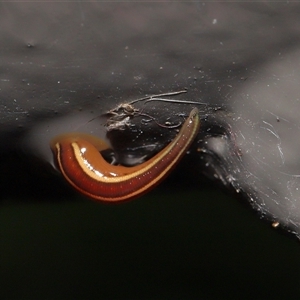 Hirudinidae sp. (family) at Acton, ACT - Yesterday 11:39 AM