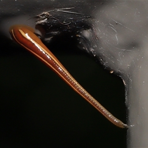 Hirudinidae sp. (family) at Acton, ACT - Yesterday 11:39 AM