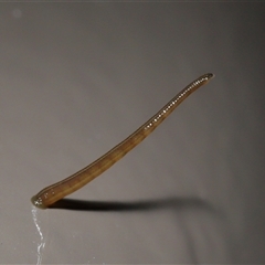 Hirudinidae sp. (family) (A Striped Leech) at Acton, ACT - Yesterday by TimL