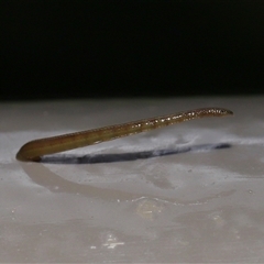 Hirudinidae sp. (family) at Acton, ACT - Yesterday 11:37 AM