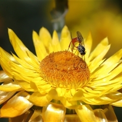 Ichneumonidae (family) at Acton, ACT - Yesterday by TimL