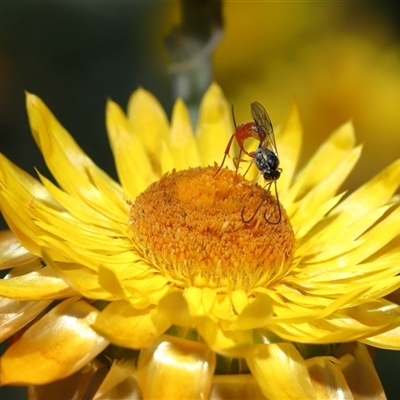 Ichneumonidae (family) at Acton, ACT - Yesterday by TimL