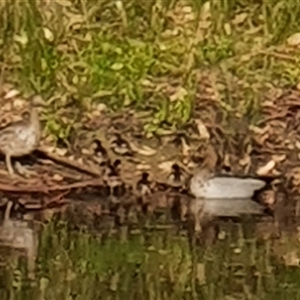 Chenonetta jubata (Australian Wood Duck) at Bowning, NSW - 10 Mar 2025 by Maren