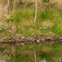 Chenonetta jubata at Bowning, NSW - suppressed