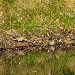 Chenonetta jubata at Bowning, NSW - suppressed