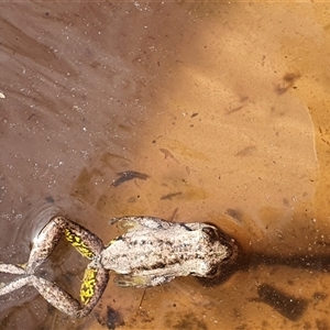 Litoria peronii (Peron's Tree Frog, Emerald Spotted Tree Frog) at Bowning, NSW - 10 Mar 2025 by Maren