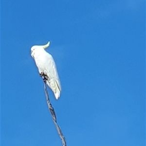 Cacatua galerita (Sulphur-crested Cockatoo) at Bowning, NSW - 10 Mar 2025 by Maren