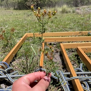 Hypericum perforatum at Rendezvous Creek, ACT - 17 Feb 2025 12:01 PM