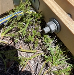 Gonocarpus tetragynus (Common Raspwort) at Rendezvous Creek, ACT - 17 Feb 2025 by JamesVandersteen