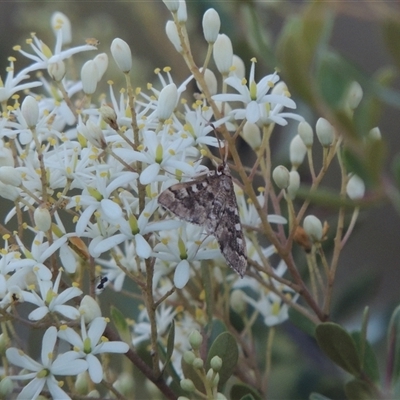 Nacoleia rhoeoalis (Spilomelinae) at Tharwa, ACT - 19 Jan 2024 by MichaelBedingfield