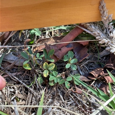 Grona varians (Slender Tick-Trefoil) at Rendezvous Creek, ACT - 17 Feb 2025 by JamesVandersteen