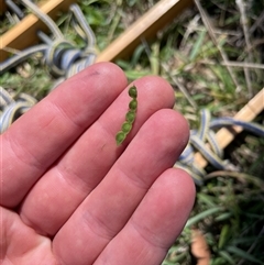 Grona varians at Rendezvous Creek, ACT - 17 Feb 2025 02:41 PM