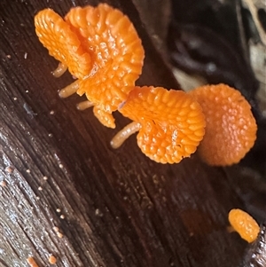 Favolaschia calocera at Barrengarry, NSW - Yesterday by fernjasmine