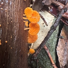 Favolaschia calocera at Barrengarry, NSW - 11 Mar 2025 11:56 AM