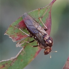 Pergagrapta polita (Sawfly) at Hall, ACT - 11 Mar 2025 by Anna123