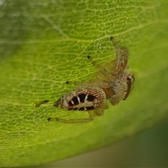 Opisthoncus sexmaculatus (Six-marked jumping spider) at Hall, ACT - 11 Mar 2025 by Anna123