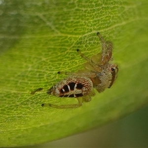 Opisthoncus sexmaculatus at Hall, ACT - Yesterday 04:59 PM