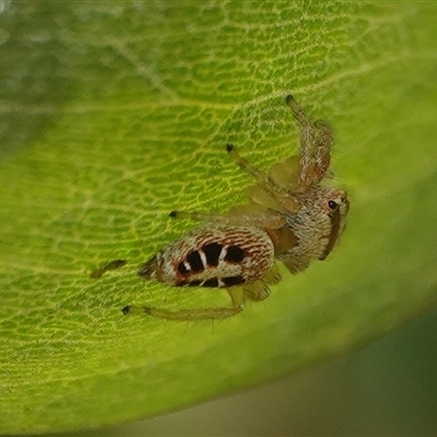 Opisthoncus sexmaculatus (Six-marked jumping spider) at Hall, ACT - Yesterday by Anna123