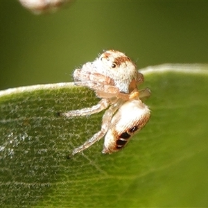 Opisthoncus sexmaculatus at Hall, ACT - Yesterday 04:59 PM