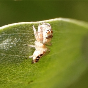 Opisthoncus sexmaculatus at Hall, ACT - Yesterday 04:59 PM