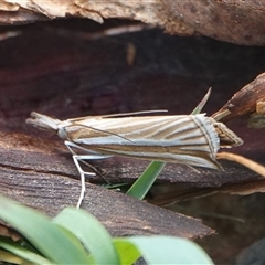 Hednota species near grammellus at Hall, ACT - Yesterday by Anna123