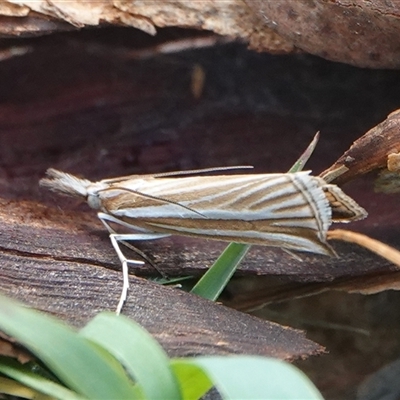 Hednota species near grammellus (Pyralid or snout moth) at Hall, ACT - 11 Mar 2025 by Anna123