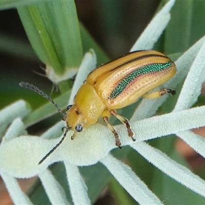 Calomela juncta (Leaf beetle) at Hall, ACT - 11 Mar 2025 by Anna123