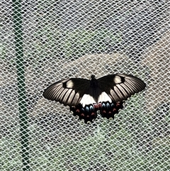 Papilio aegeus (Orchard Swallowtail, Large Citrus Butterfly) at Blackheath, NSW - Today by PatrickM