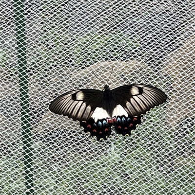 Papilio aegeus (Orchard Swallowtail, Large Citrus Butterfly) at Blackheath, NSW - 12 Mar 2025 by PatrickM